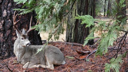 Wild deer with big antlers horns under pine tree, animal in Yosemite valley forest, California wildlife fauna, USA. Buck or stag in wilderness, park or woodland. Cervus in freedom or natural habitat.