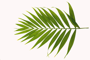 green leaf of palm tree on isolated white background. eco friendly cosmetology product.