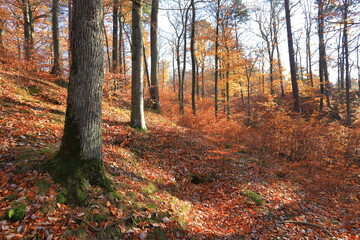 Golden autumn in the forest on a bright sunny day