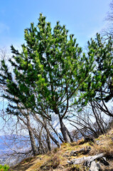 Obraz premium 道志山塊の大丸 御座敷の松 