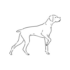 Fototapeta premium Dog Hand Drawn. Pointer. Vector illustration isolated