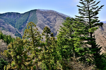 Obraz premium 道志山塊の大丸 御座敷の松より矢平山を望む 