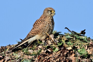 Junge Turmfalken (Falco tinnuculus) kurz nach dem Ausfliegen streiten.