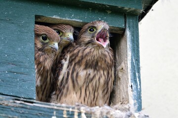 Drei junge Turmfalken (Falco tinnuculus) im Nistkasten betteln um Nahrung.