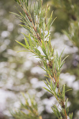 close up of pine needles