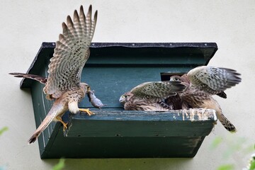Männchen des Turmfalken (Falco tinnuculus) mit einer Maus als Beute. für die Jungvögel.