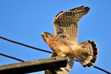 Junger Turmfalke (Falco tinnunculus) nach dem ersten Ausfliegen.