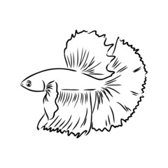 goldfish , hand drawing, vector illustration isolated on white background aquarium fish vector