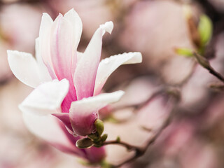 Isolated Magnolia in full bloom 
