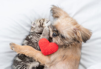Friendly Brussels Griffon puppy embraces tiny tabby fold kitten under white warm blanket on a bed...