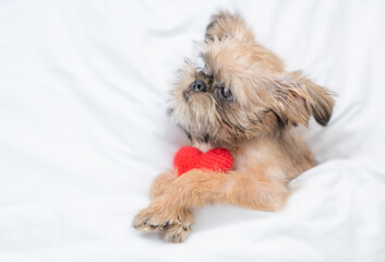 Cute Brussels Griffon puppy lying on a bed at home and holding red heart. Top down view. Empty...