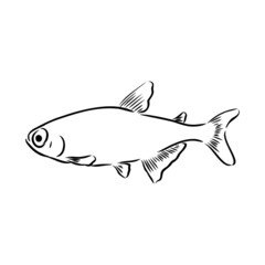 goldfish , hand drawing, vector illustration isolated on white background aquarium fish vector