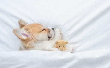 Cute Welsh Corgi puppy sleeps under warm blanket on a bed at home and hugs toy bear. Top down view....