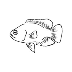 goldfish , hand drawing, vector illustration isolated on white background aquarium fish vector