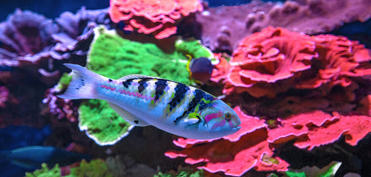 Six-banded wrasse of family Labridae of Indo-Pacific ocean. Thalassoma hardwicke species living in Indian and Pacific Oceans, Great Barrier of Australia, Japan, Madagascar, Indonesia and Philippines.