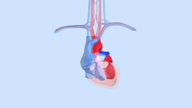 Sinus Rhythm: Rhythmical Contraction, Heart Beating Of A Human Heart Caused By Electrical Signals Generated By The Sinus Node. 3d Animation