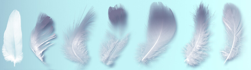 Trendy coral feather. White Sieve fallen feathers isolated on pale blue background. Exotic feathers bird, soft and stressed gray