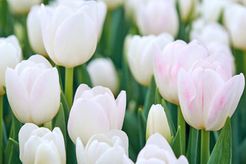 Bright spring coloured flowers tulips