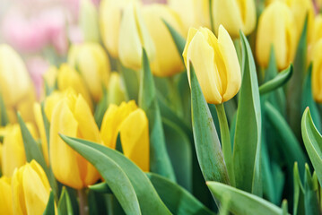 Fototapeta na wymiar Bright spring coloured flowers tulips