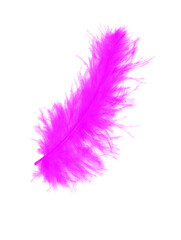 Violet feather over white background