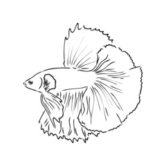 goldfish , hand drawing, vector illustration isolated on white background aquarium fish vector