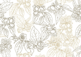 Jasmine Seamless pattern, background. Vector illustration. In botanical style on white background.