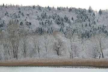 Winterwald am Bodenseeufer