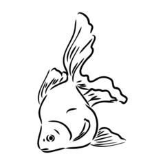 goldfish , hand drawing, vector illustration isolated on white background aquarium fish vector
