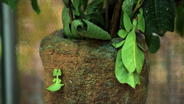 Leaf Insect the green Phylliidae sticking under a leaf and well camouflaged and themes towards the stem