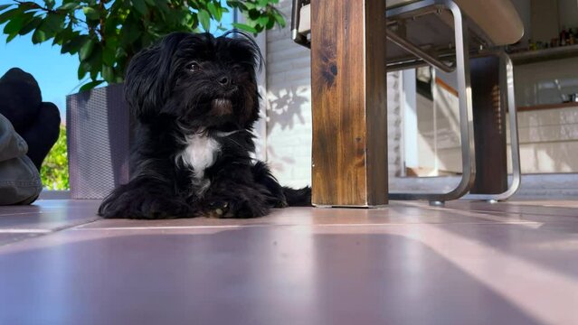 a black Bolonka Zwetna dog sits comfortably on the tiles