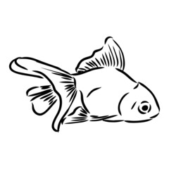 goldfish , hand drawing, vector illustration isolated on white background aquarium fish vector