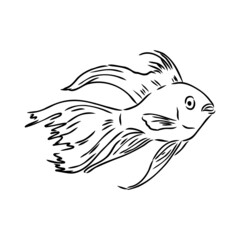 goldfish , hand drawing, vector illustration isolated on white background aquarium fish vector