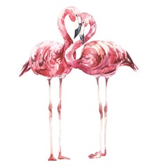 Watercolour pink flamingo pair isolated on white. Watercolor illustration.