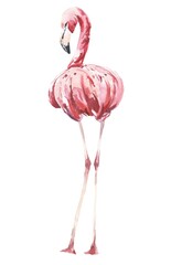 Watercolour pink flamingo back isolated on white. Watercolor illustration.