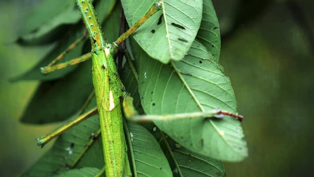 Large green Indonesian beetle the Phasmatoptera cyphocraniu gigas from the family of fowl sitting on the leaves