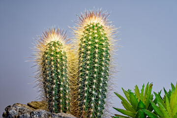 Kaktus catus