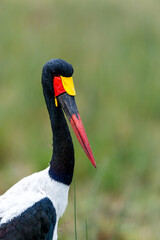 Portrait of a Saddle-billed Stork or saddlebill (Ephippiorhynchus senegalensis)  standing in the rain in the Masai Mara National Reserve in Kenya