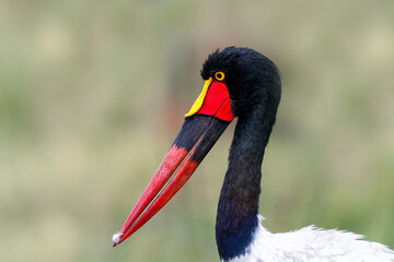 Portrait of a Saddle-billed Stork or saddlebill (Ephippiorhynchus senegalensis)  standing in the rain in the Masai Mara National Reserve in Kenya