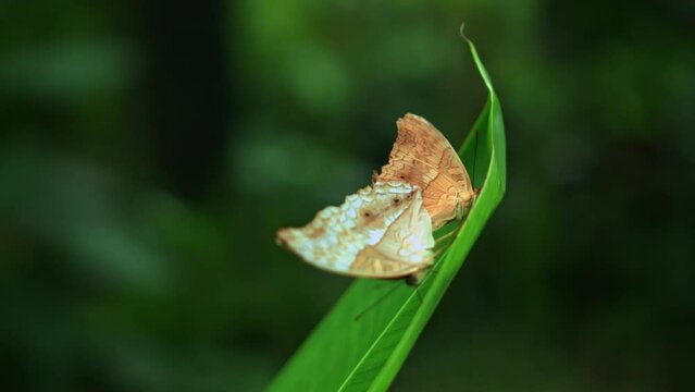 Two yellow butterflies with white spots on its wings sits on a green tree leaf
