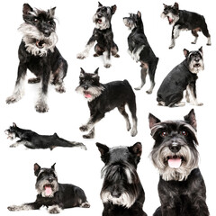 Collage about beautiful purebred dog with different emotions isolated over white background. Concept of beauty, breed, pets, animal life.