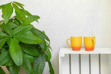Orange and yellow tea cups on white wooden table near Pachira home green plant pot