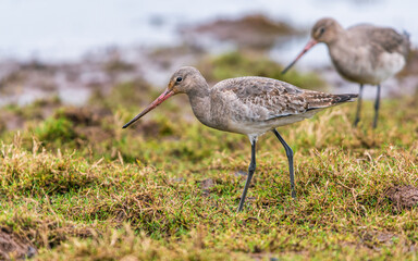 Black-tailed Godwit, Limosa limosa in environment
