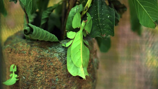 Leaf Insect the green Phylliidae sticking under a leaf and well camouflaged and themes towards the stem