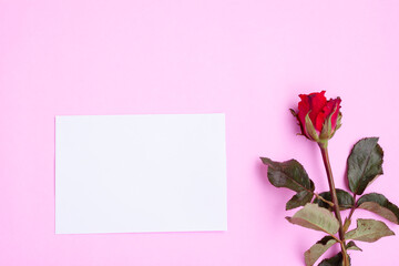 White greeting card and red rose on pink background