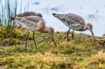 Black-tailed Godwit, Limosa limosa in environment