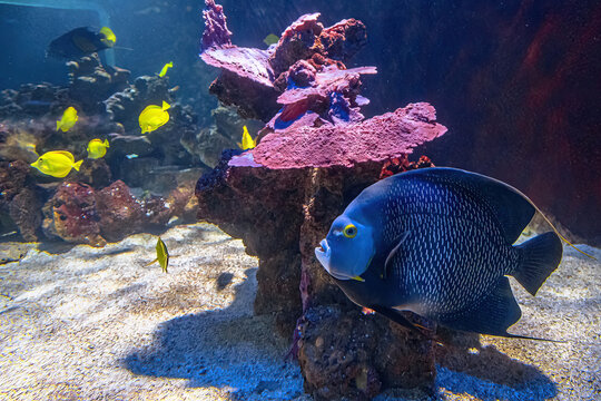 French angelfish of coral reef. Pomacanthus paru species living in the Western and eastern Atlantic Ocean, the Gulf of Mexico and the Caribbean.