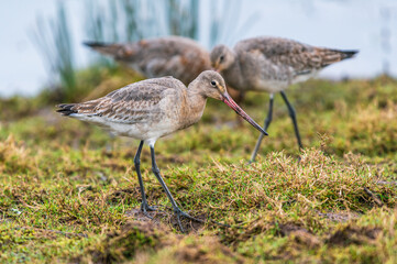 Black-tailed Godwit, Limosa limosa in environment