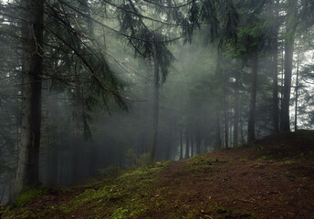Coniferous spruce dramatic forest in the fog.