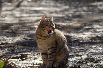 Stray grey cat licking with tongue while sitting on the ground outdoor