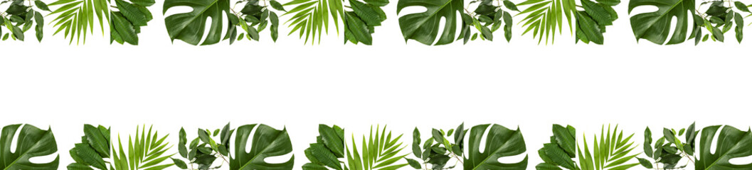 nature green  leaves  isolated on white background